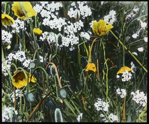 Image: Mixed Arctic Flowers
